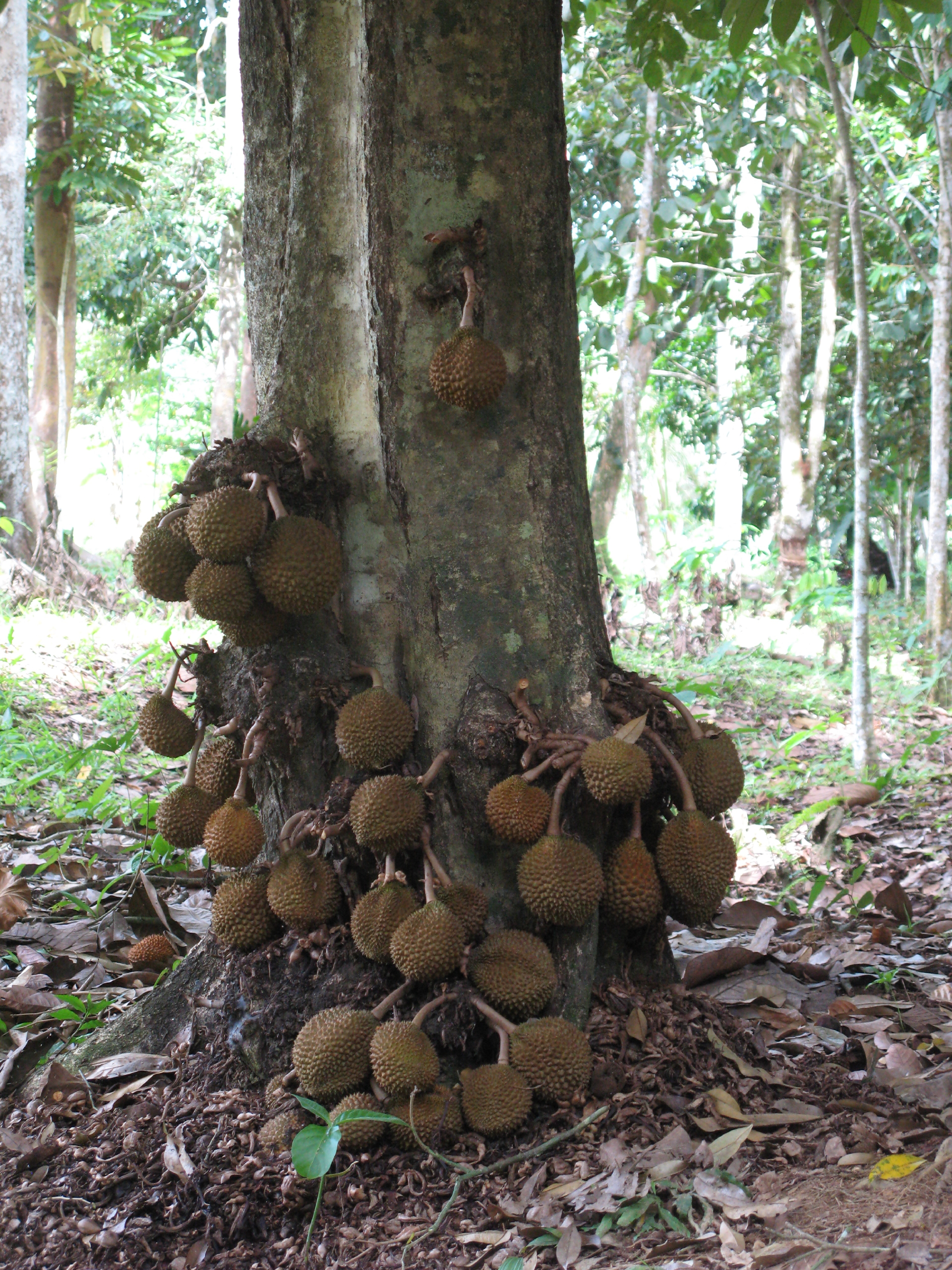 کورا کورا  - معرفی درختان میوه